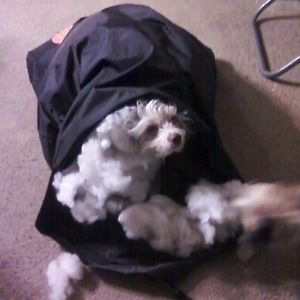 Meet your Posher, Michael